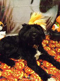 Winston Hal 2013.jpg